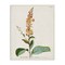 Stupell Industries Scientific Botanical Plant Canvas Wall Art